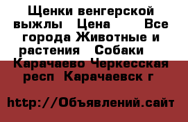 Щенки венгерской выжлы › Цена ­ 1 - Все города Животные и растения » Собаки   . Карачаево-Черкесская респ.,Карачаевск г.